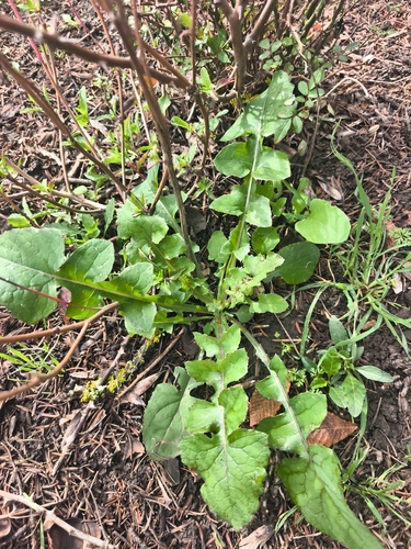 Common Sow-thistle
