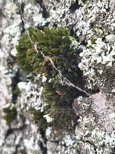 White-tipped Bristle-moss
