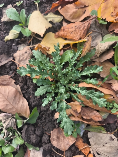 common groundsel