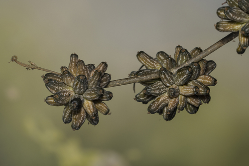 Doyerea emetocathartica