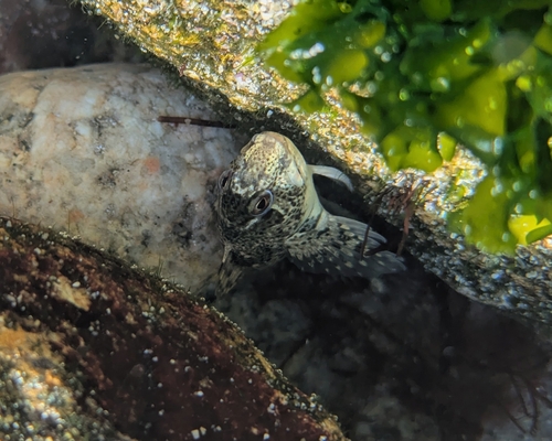 Lipophrys pholis