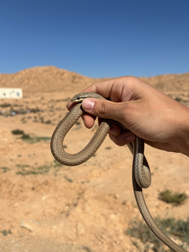 Forskal Sand Snake