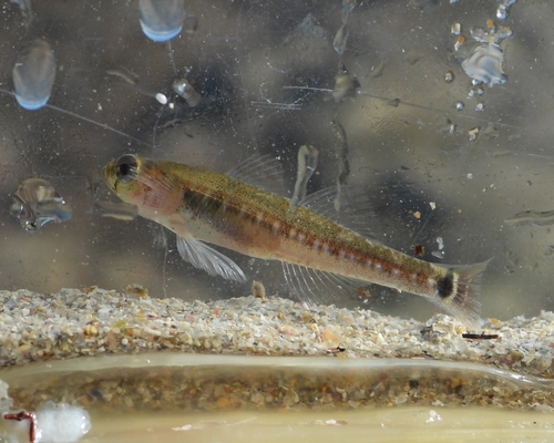 Pomatoschistus flavescens