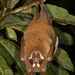 Stripe-faced Fruit Bats - Photo (c) Martin Mandák, all rights reserved, uploaded by Martin Mandák