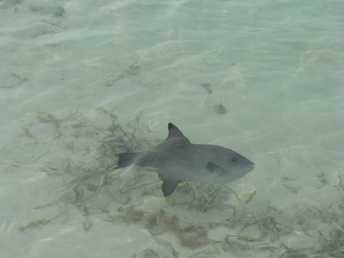 Oceanic Triggerfish
