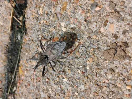 North American Wheel Bug