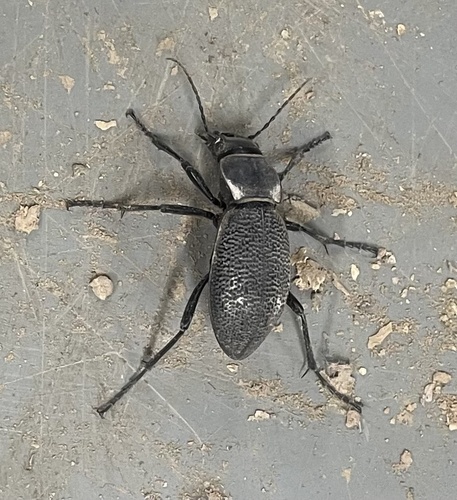 Carabus brandti
