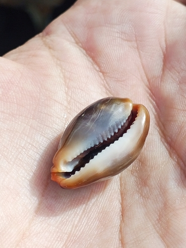 Zonaria pyrum