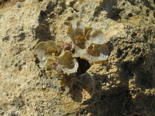 Padina pavonica