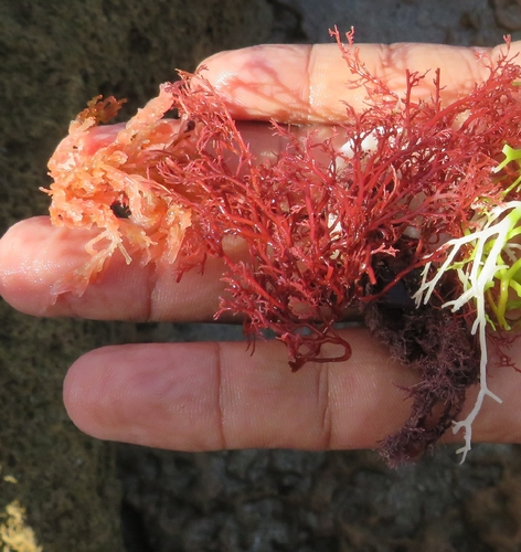 Sphaerococcus coronopifolius