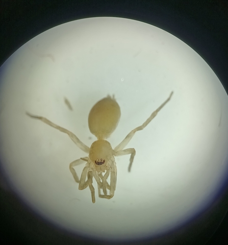 Neodrassex