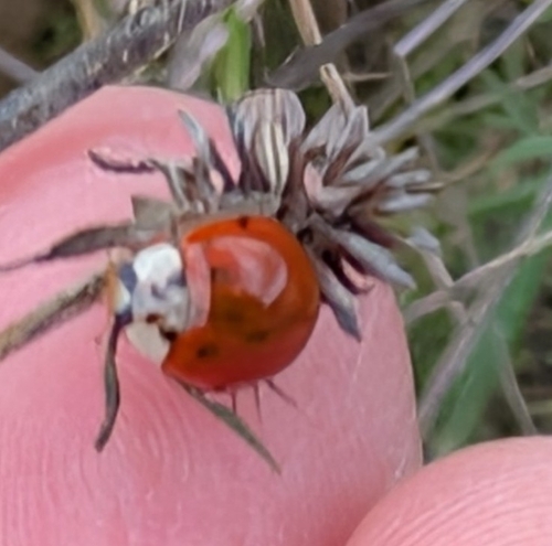 Asian Lady Beetle