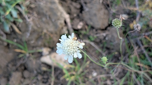 Cream Scabious