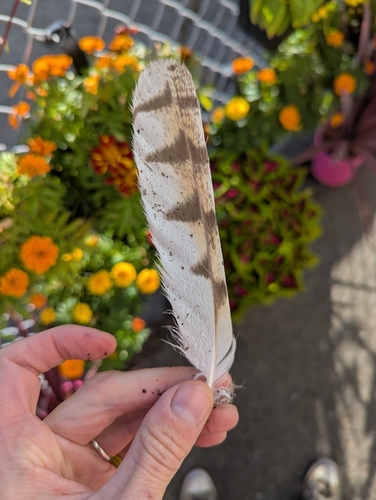 View observation of {o.common_name} on iNaturalist