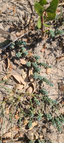 Sedum potosinum