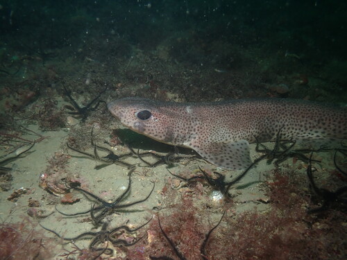 Scyliorhinus canicula
