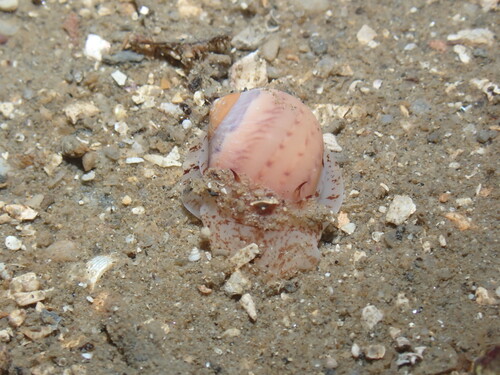 Euspira nitida