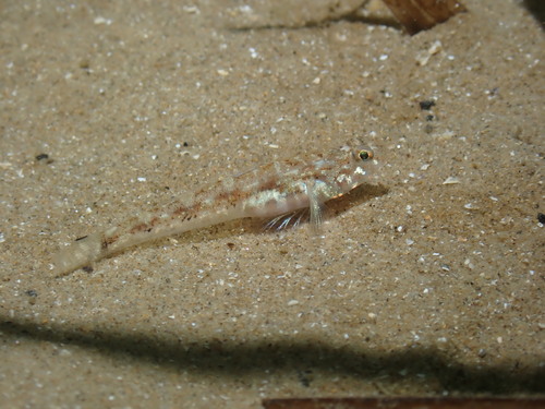 Pomatoschistus pictus