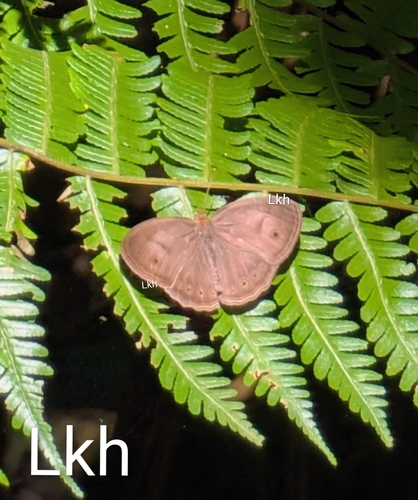 Mycalesis fuscum (Felder, 1860)