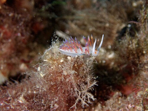 Cratena peregrina
