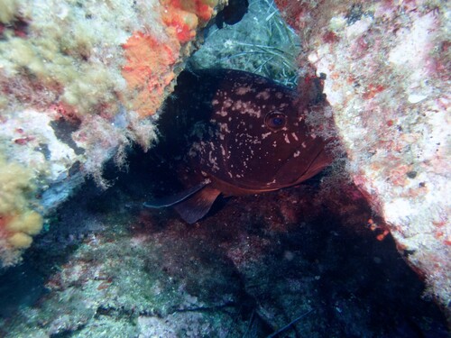 Epinephelus marginatus