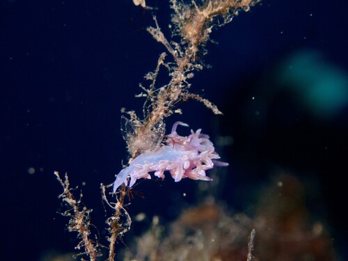 Flabellina affinis