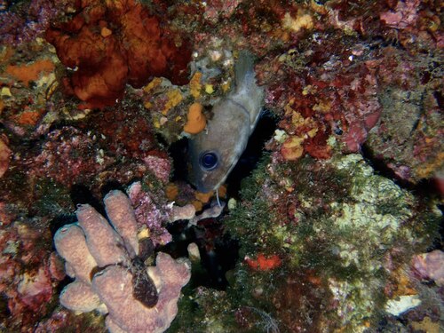 Phycis phycis