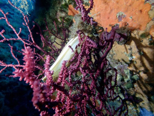 Scyliorhinus stellaris