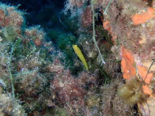 Gobius auratus