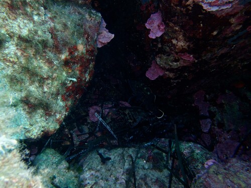 Epinephelus marginatus
