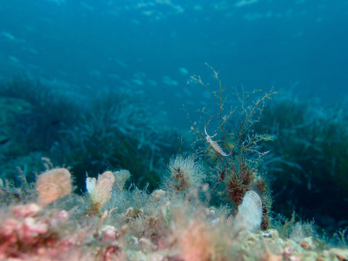 Cratena peregrina