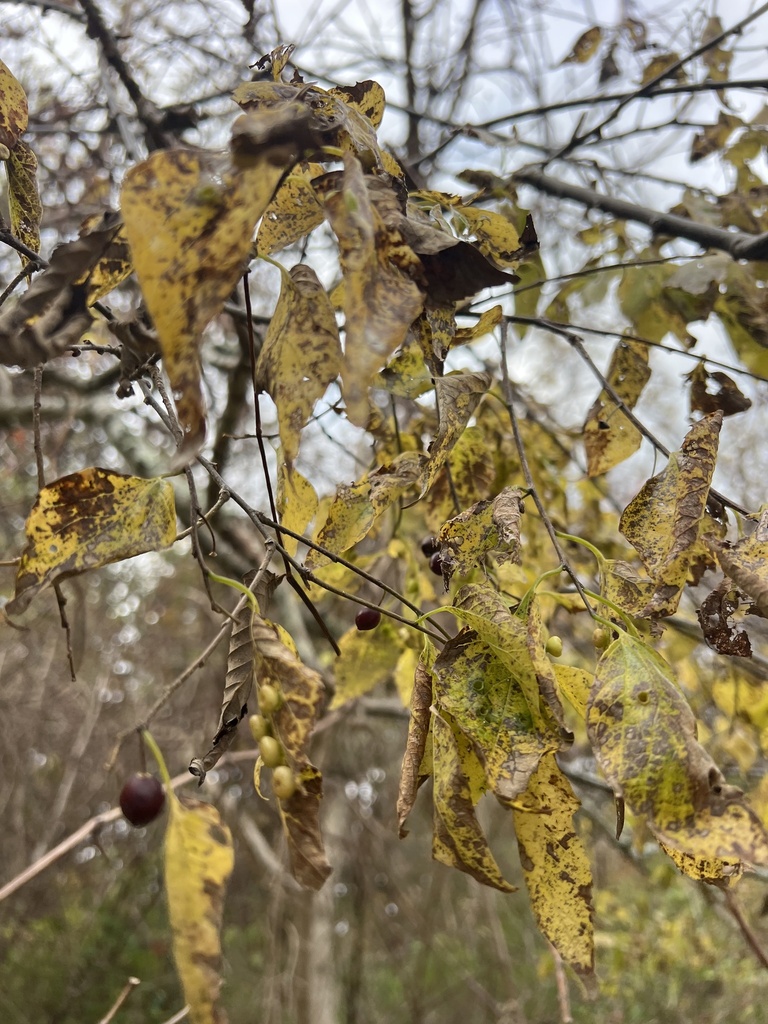 Hackberry Invasive common hackberry from Elizabeth A. Morton National Wildlife Refuge, Sag ...