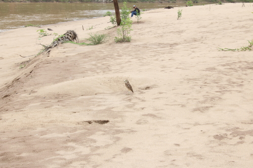 Burrowing Owl
