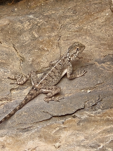 Bibron's Agama