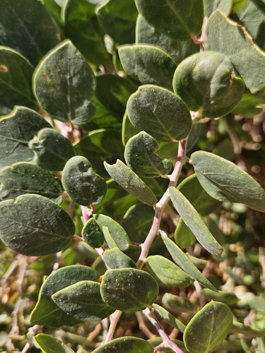 Caper Bush