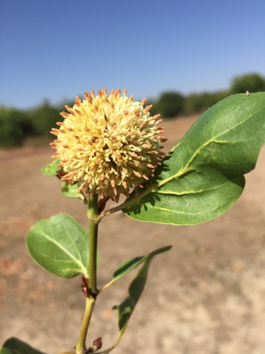 Mitragyna inermis