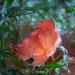 Whiskered Prowfish - Photo (c) Emiko Kawamoto, all rights reserved, uploaded by Emiko Kawamoto