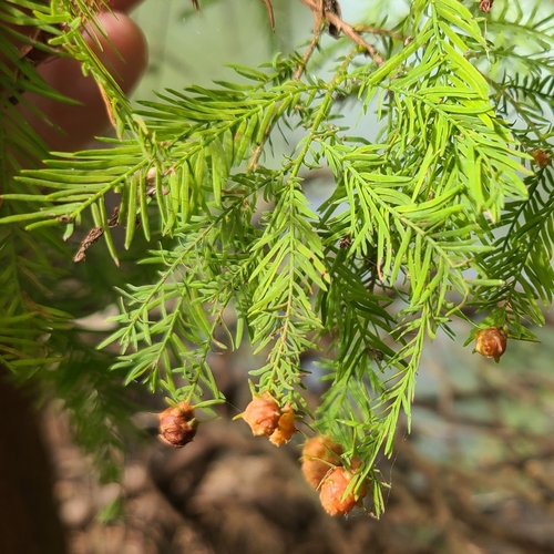 Unknown species found near City Park, New Orleans, LA, USA
