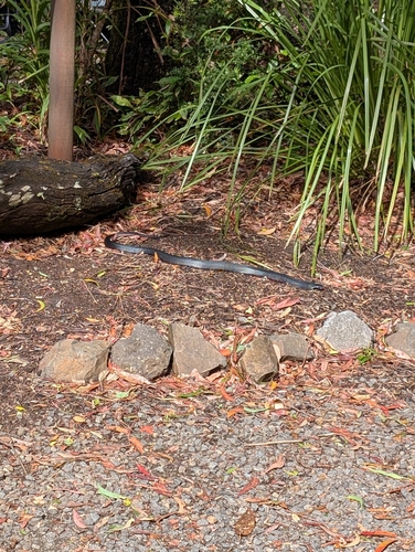 Red-bellied Black Snake sighting