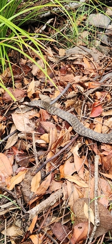 Common keelback sighting
