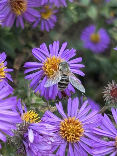 Unknown species found near Forest Ave, Northfield, MN, US