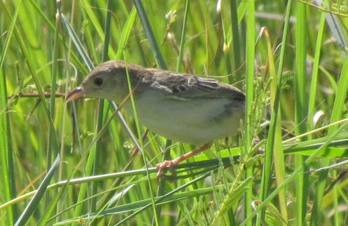 Croaking Cisticola