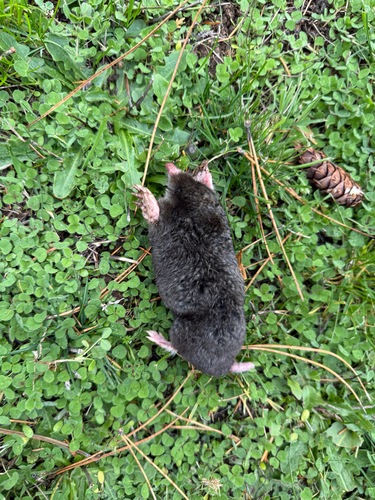 Townsend's Mole observed by anadel11