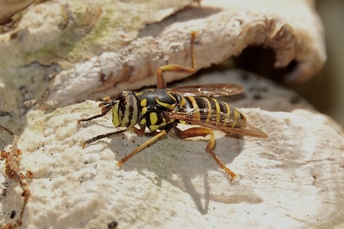 Unknown species found near Ontario, CA