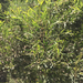 Acacia montana - Photo (c) Christopher Orchard, todos os direitos reservados, uploaded by Christopher Orchard