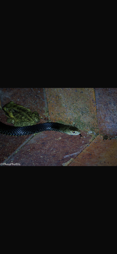 Eastern Brown Snake sighting