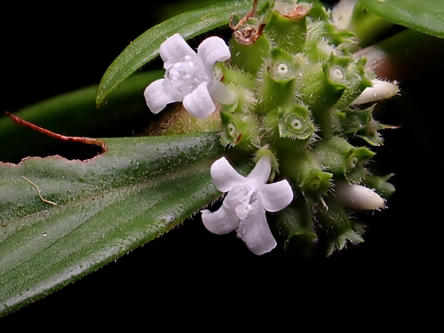Diodia ocymifolia (Willd. ex Roem. & Schult.) Bremek.