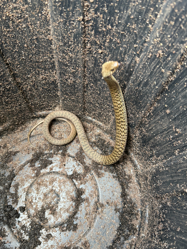 Common keelback sighting