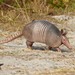 Nine-banded Armadillo - Photo (c) fm5050, all rights reserved, uploaded by fm5050