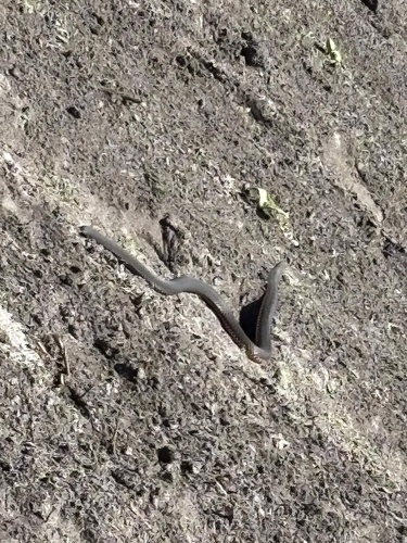 Elapid Snakes sighting